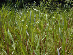 Image of Greater Spearwort