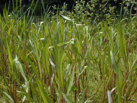 Image of Greater Spearwort