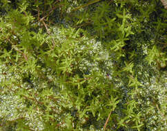 Image of new zealand pigmyweed