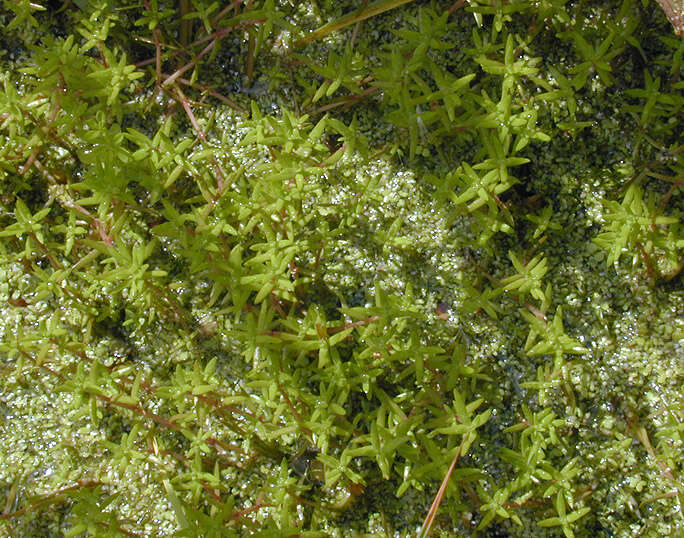 Crassula helmsii (Kirk) A. Berger resmi