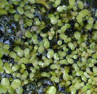 Image of least duckweed