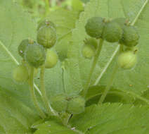 Image of dog's mercury