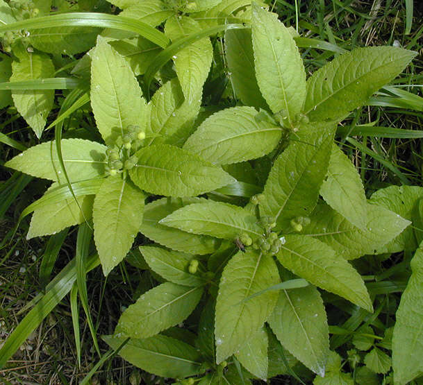 Image of dog's mercury