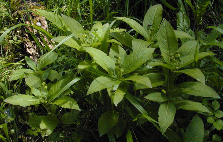 Image of dog's mercury