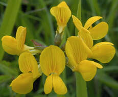 Image of Horseshoe-vetch