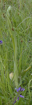 Image of Ophrys apifera var. apifera