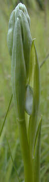 Image of Ophrys apifera var. apifera