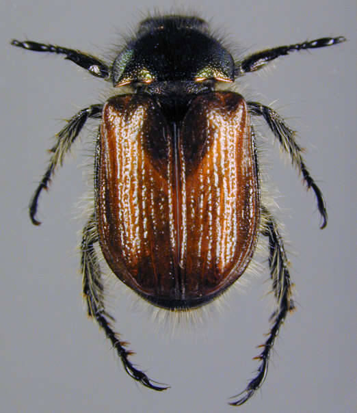 Image of Phyllopertha