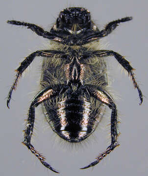 Image of Phyllopertha