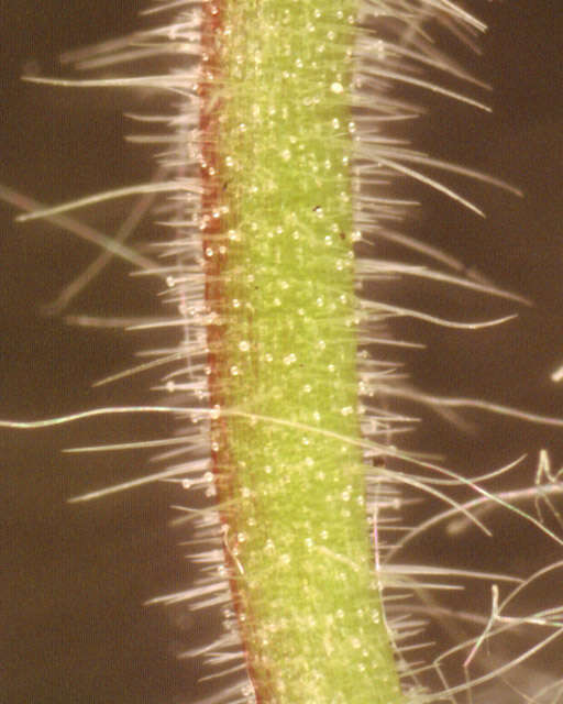 Image of dovefoot geranium