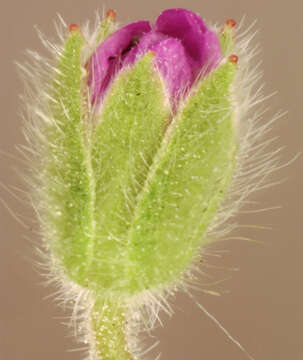 Imagem de Geranium molle L.