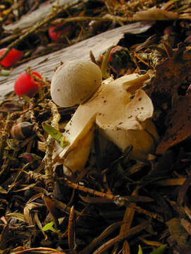 Image of Geastrum britannicum J. C. Zamora 2015