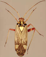 صورة Rhabdomiris striatellus (Fabricius 1794)