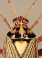 صورة Rhabdomiris striatellus (Fabricius 1794)