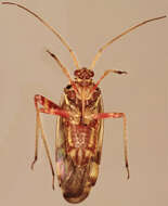 Image of Striped Oak Bug