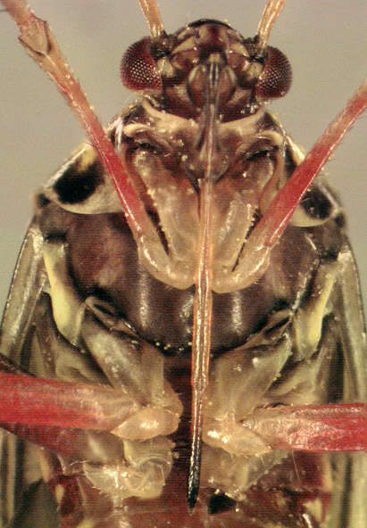 صورة Rhabdomiris striatellus (Fabricius 1794)