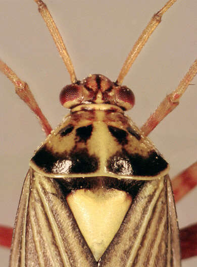 Слика од Rhabdomiris striatellus (Fabricius 1794)