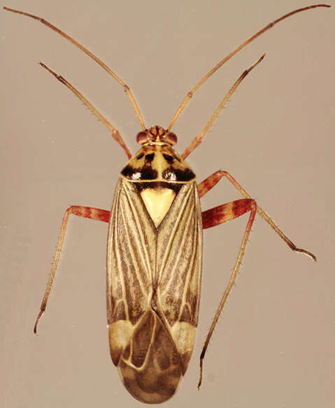 Image of Striped Oak Bug