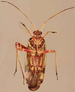 صورة Rhabdomiris striatellus (Fabricius 1794)