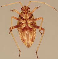 Image of Striped Oak Bug