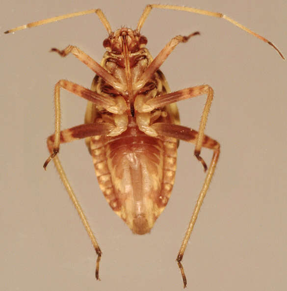 Слика од Rhabdomiris striatellus (Fabricius 1794)