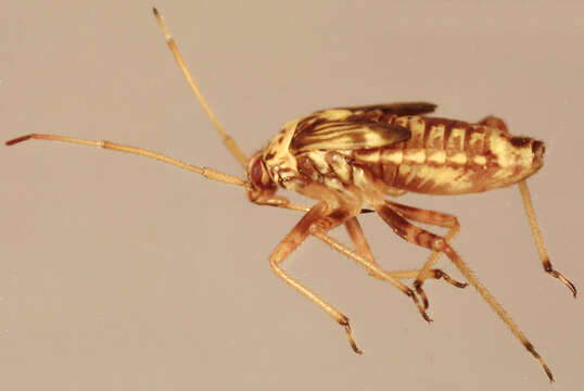 Image of Striped Oak Bug