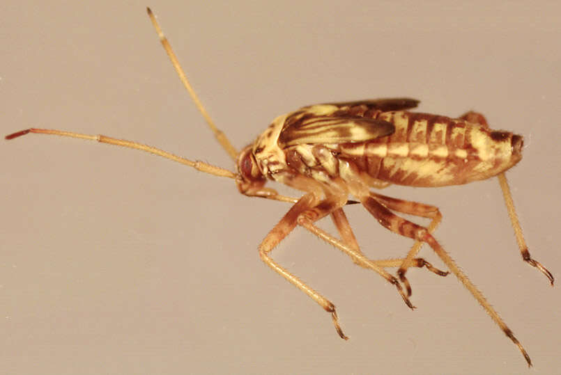 Слика од Rhabdomiris striatellus (Fabricius 1794)