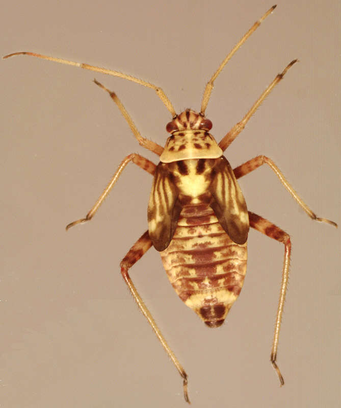 Слика од Rhabdomiris striatellus (Fabricius 1794)