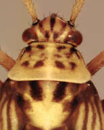 صورة Rhabdomiris striatellus (Fabricius 1794)