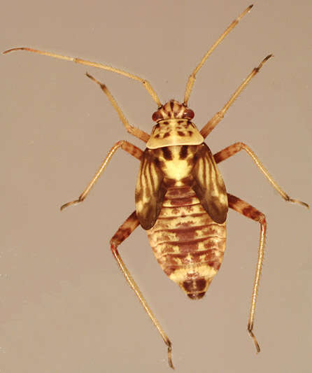 صورة Rhabdomiris striatellus (Fabricius 1794)