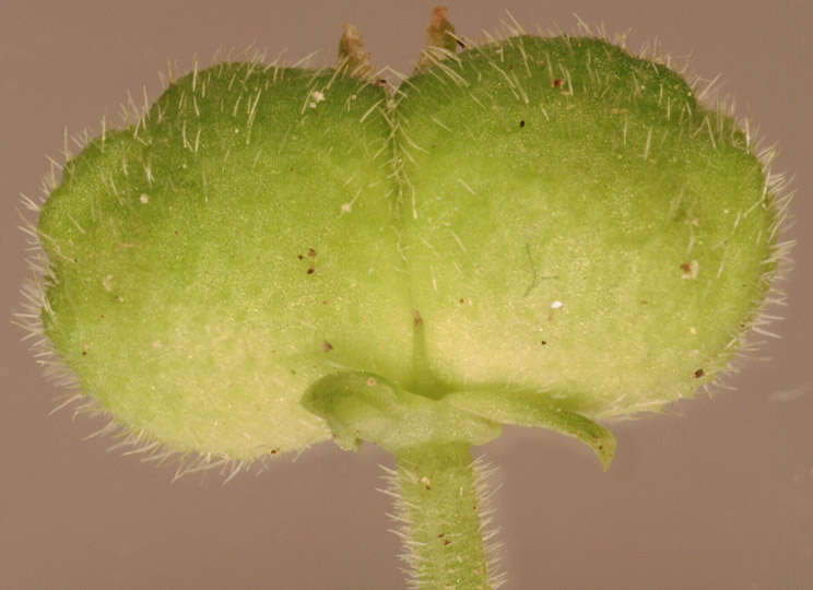 Image of dog's mercury