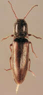 Image of Agriotes pallidulus