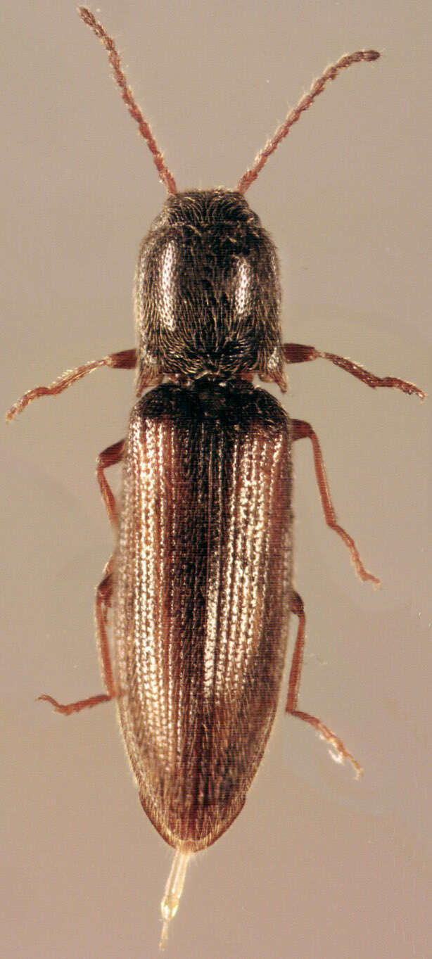 Image of Agriotes pallidulus