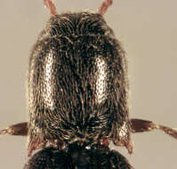 Image of Agriotes pallidulus