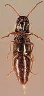 Image of Agriotes pallidulus