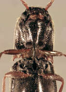 Image of Agriotes pallidulus