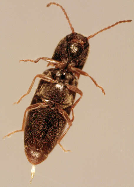 Image of Agriotes pallidulus