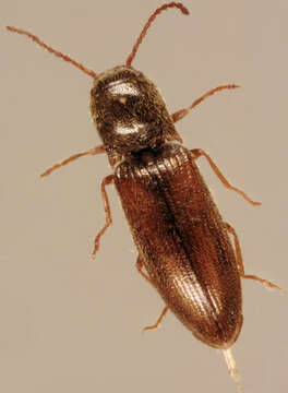 Image of Agriotes pallidulus