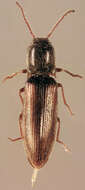 Image of Agriotes pallidulus