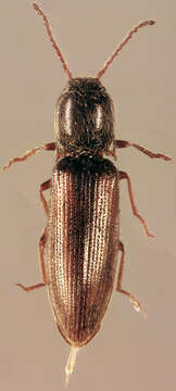 Image of Agriotes pallidulus