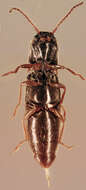 Image of Agriotes pallidulus