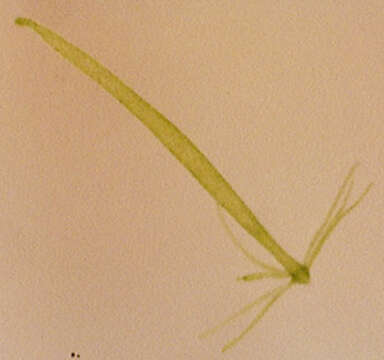 Image of Hydra viridissima Pallas 1766
