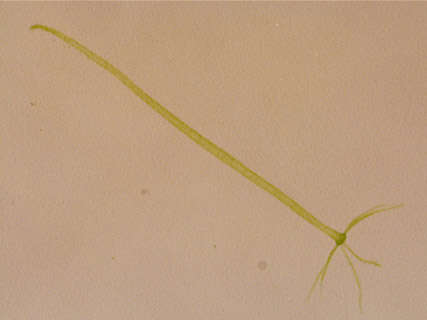 Image of Hydra viridissima Pallas 1766