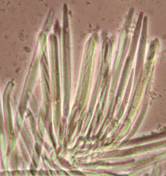 Image of Belonidium mollissimum (Fuckel) Raitv. 1970