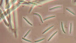 Image of Belonidium mollissimum (Fuckel) Raitv. 1970