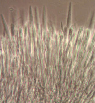 صورة Belonidium mollissimum (Fuckel) Raitv. 1970