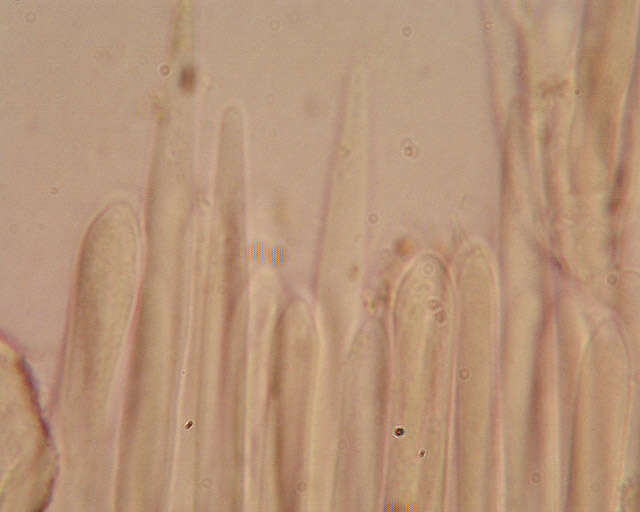 صورة Belonidium mollissimum (Fuckel) Raitv. 1970