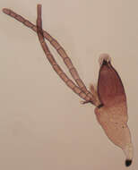 Image of Laboulbenia cristata Thaxt. 1892