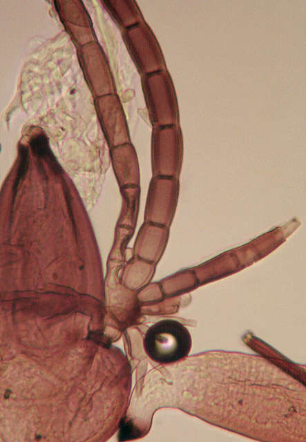 Слика од Laboulbenia cristata Thaxt. 1892