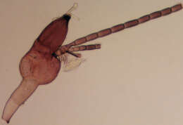 Image of Laboulbenia cristata Thaxt. 1892